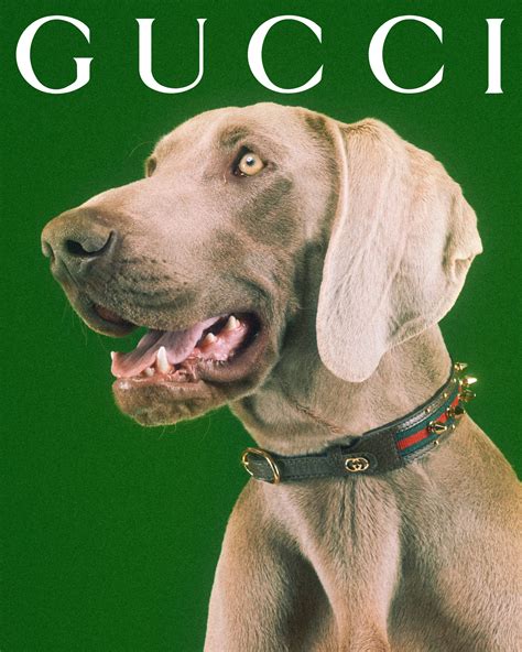 gucci dog food|gucci dogs for sale.